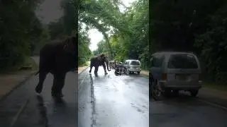 Elephant vs. TVS bike! 🐘💥 A wild jungle charge takes down the bike in seconds! 🚲🔥😱