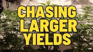 MAXIMIZING CANNABIS YIELD WITH A TRELLIS