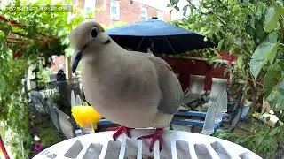 Yellow Finch & Dove Visit Backyard Feeder | Peaceful Bird Cam Footage