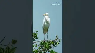 The Great Egret bird |  Great white heron 😱 #Shorts