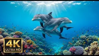 🐠 Stunning Coral Reef 4K – Relaxation Music with Beautiful Underwater Life