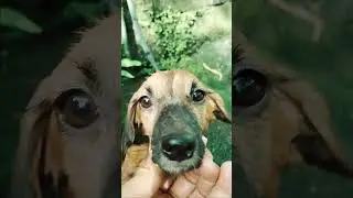 kim dachshund shower party🤣 #dachshund #puppy