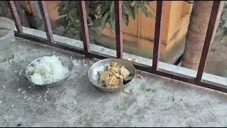 feed birds and animals