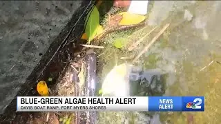 Blue-green algae health alert issued for Davis Boat Ramp in Lee County
