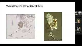 Michael Bradshaw (NCSU) - &ldquo;Using Herbarium Specimens to Uncover Fungal Diversity and Disease Spread