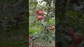 Taste the Difference: Exploring Rare Apple Varieties at Fresh Apple Farm