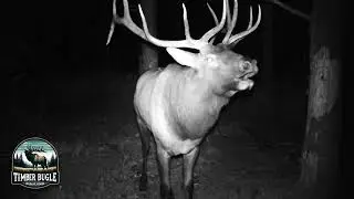 6x6 bull elk bugle at night