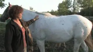 Les APPALOOSAS de Nathalie et Rémy