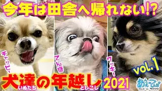 【2020-2021】年末年始だ田舎へ帰れない!? 犬達の年越し vol.1