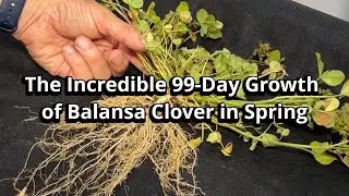 The Incredible 99-Day Growth of Balansa Clover in Spring