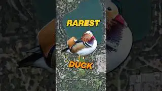 Searching for the rarest duck in the world! 🦆 #hikingadventures #shorts #adventure #centralpark