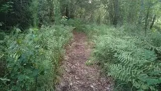 NATURE SOUNDS AT DUSK | Unity Trails Lakeland FL | JULY 12 2023 SUN SET