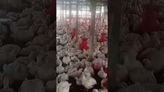 38 DAYS,  BW 2.940, balance bird 1263 ,total feed consumtion 90.5