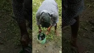 Coconut tree bio fertilizer apply