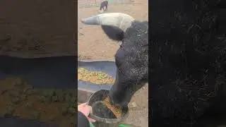 cow eats grain #shorts #cows
