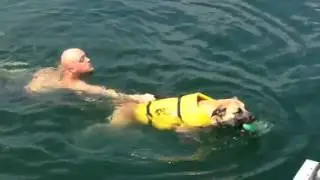 Dog pulls human