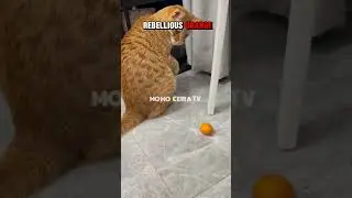 Orange Cat&rsquo;s Epic Struggle #OrangeCat #FruitFight #DramaticCat #CuteCatStruggles