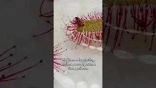 Drosera Hercules x self water propagation update!🌱💦🌱 #Drosera #Sundew #CarnivorousPlant