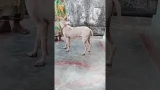 My jonangi dog behaviour towards a stranger