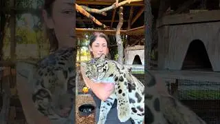 I like the one with the cat#animallife #funnyanimals #animals #pets #bigcat