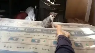 Very cute kitten action | Budi Cat 