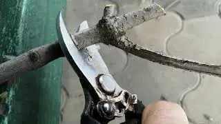 Секатор из СССР.