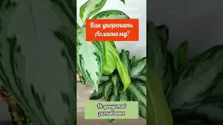 как укоренить аглаонему #plants