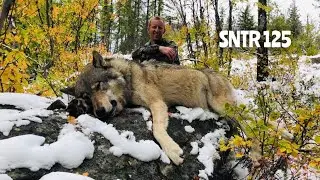 Альфа-самец убил 5 гончих &mdash; застрял в колее 125
