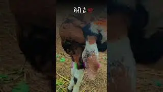 goats farming at home 🔥🔥#shorts #goat #cow #animals #bakr #goatfarming