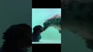 bruh memes part 70  #funny #compilation #xd #memes #bruh #fail #trynottolaugh #animals #cats #dog
