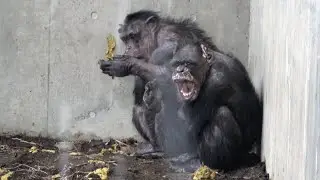 MYKO and CHIRO on a cold snowy day at Asahiyama Zoo 寒い雪の日 ミコさんチロさん チンパンジー 旭山動物園