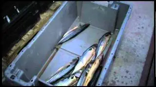 Visroken bij Peter & Alex 111107.mp4