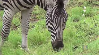 Grazing Zebra!