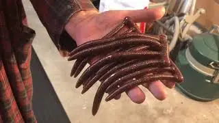 Chingalingous