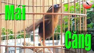 Video Họa mi mái xùy kích trống căng đấu hót nhều cực hay mới nhất!