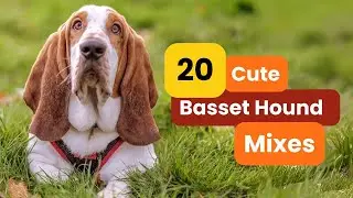 Top 20 Basset Hound Mixes You&rsquo;ll Love