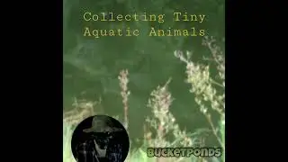Exploring Local Pond #5 | Collecting Wild Aquatic Creatures | Breeding Bugs in Tiny Nano Aquariums |