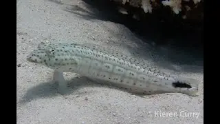 Blacktail Grubfish - Parapercis hexophtalma