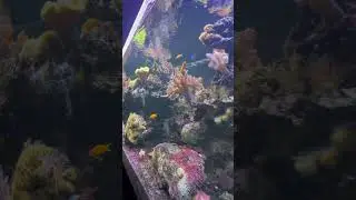 Butterfly 🦋 house Haga ocean 🌊 Hagaparken Stockholm Sweden 🇸🇪
