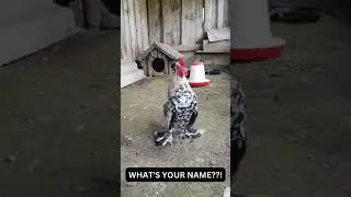 What's your name? | Tony and Ezekiel | Fuck You Tony | Rooster Vs Rooster #Chicken #animals #birds