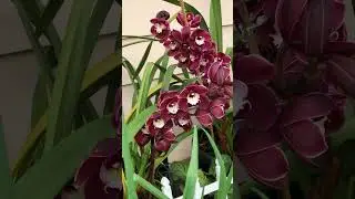 Cymbidium & Senetti Magenta