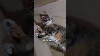 it's a sign of trust #cats #trust