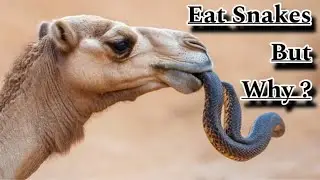 Why do Camels eat snakes ? Are camels carnivorous ! Camel eating snake