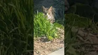 Cat sitting on the grass resting