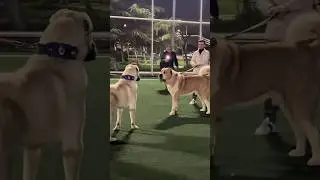 Kangal vs Volkodav 🔥 #dog #dog #kangal #volkodav #viral