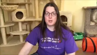 Cats and Mini blinds - Cat Chat with Heidi Episode 3