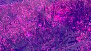 Ka Hei Cheng&ndash; The Glass Garden