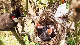 Attacking Wrong Prey Leopards Attack Hornbills Nest And Unexpected Ending ! #shortsfeed #shortvideo