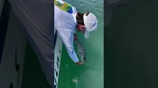 Mark Jr releasing his Pb #stripedbass ! #stripedbassfishing #catchandrelease #njfishing