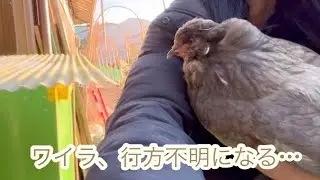 ワイラ 行方不明になる… & キッチン収納テーブルを作る